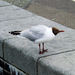 Brown-headed Gull - Photo (c) Jim Linwood, some rights reserved (CC BY)