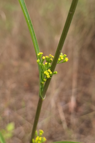 Bupleurum praealtum, photograph 3