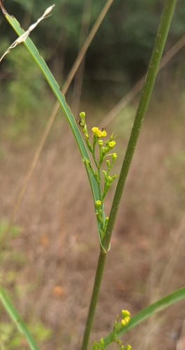 Bupleurum praealtum, photograph 4