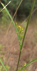 (c) yellowplant, some rights reserved (CC BY) Bupleurum praealtum, photograph (c) yellowplant, some rights reserved (CC BY)