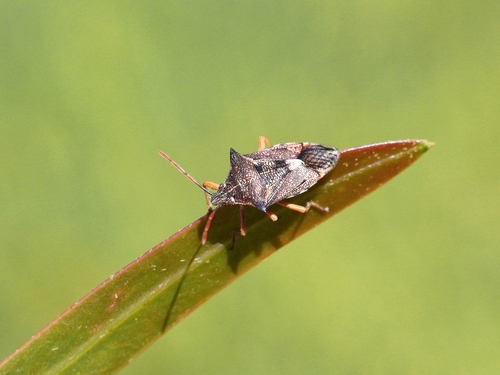 Schellenberg's soldier bug