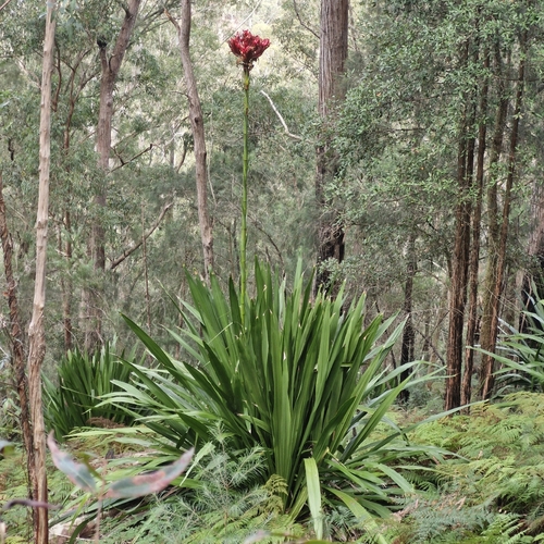 Doryanthes excelsa