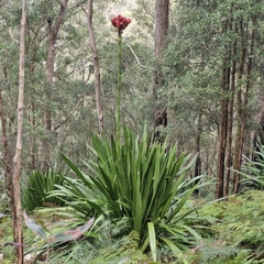 Doryanthes excelsa