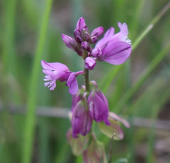 Polygala comosa