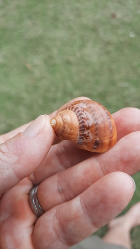 Turbo petholatus observed 2026-08-29