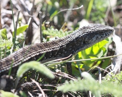 Elgaria coerulea coerulea