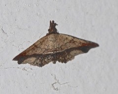 Philogethes metableta