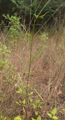 (c) yellowplant, some rights reserved (CC BY) Bupleurum praealtum, photograph (c) yellowplant, some rights reserved (CC BY)