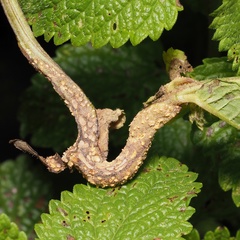 Puccinia menthae