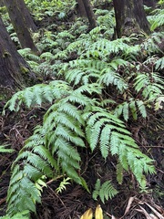Woodwardia radicans