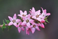 Epacris pulchella