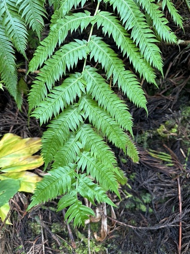 Woodwardia radicans, photograph 2