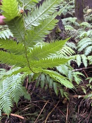 Woodwardia radicans, photograph (c) Rui Ribeiro, some rights reserved (CC BY)