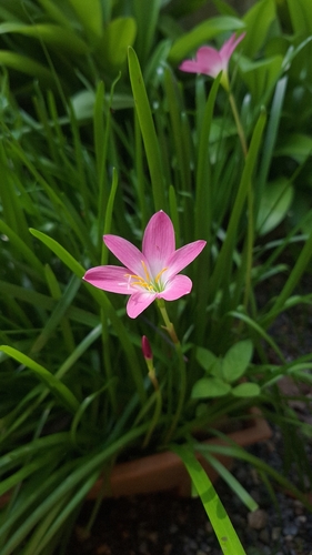 Rose Pink Zephyr Lily