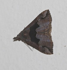 Hypena gonospilalis