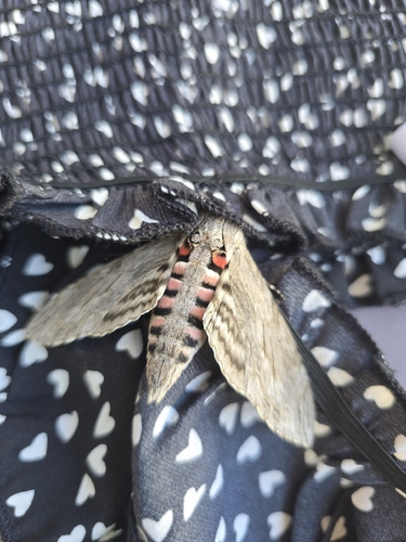 Convolvulus Hawkmoth