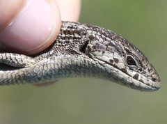 Elgaria coerulea coerulea