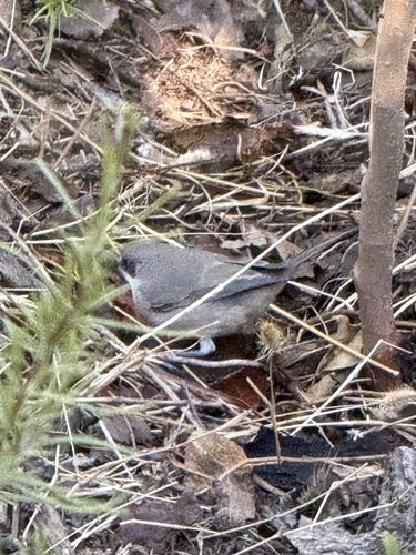 Western Orphean Warbler