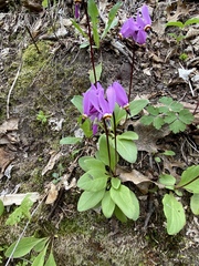Primula fassettii