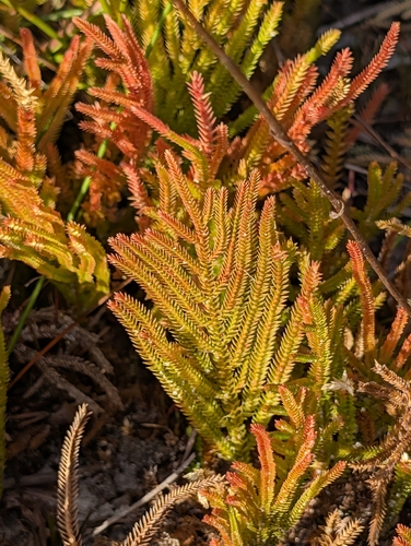 Swamp Spikemoss