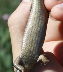 Elgaria coerulea coerulea
