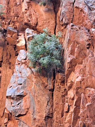 Actinotus schwarzii