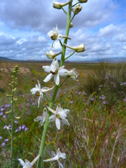 Delphinium gypsophilum