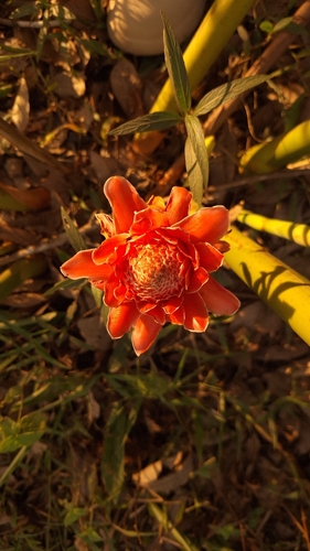 Torch ginger
