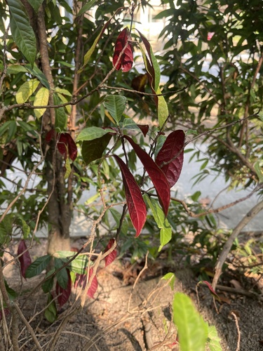 Excoecaria cochinchinensis observed 2026-08-29