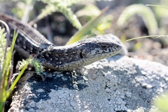 Elgaria coerulea coerulea