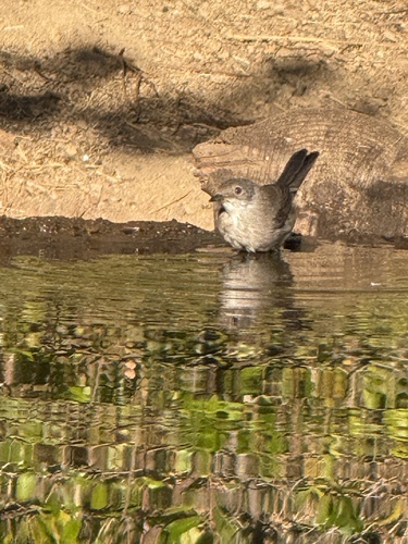 Sardinian Warbler