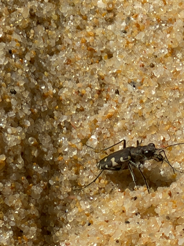 Littoral Tiger Beetle