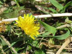 Anasimyia bilinearis