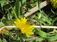 Anasimyia bilinearis