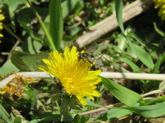 Anasimyia bilinearis