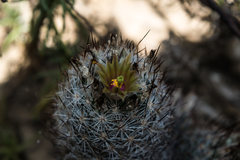Escobaria emskoetteriana