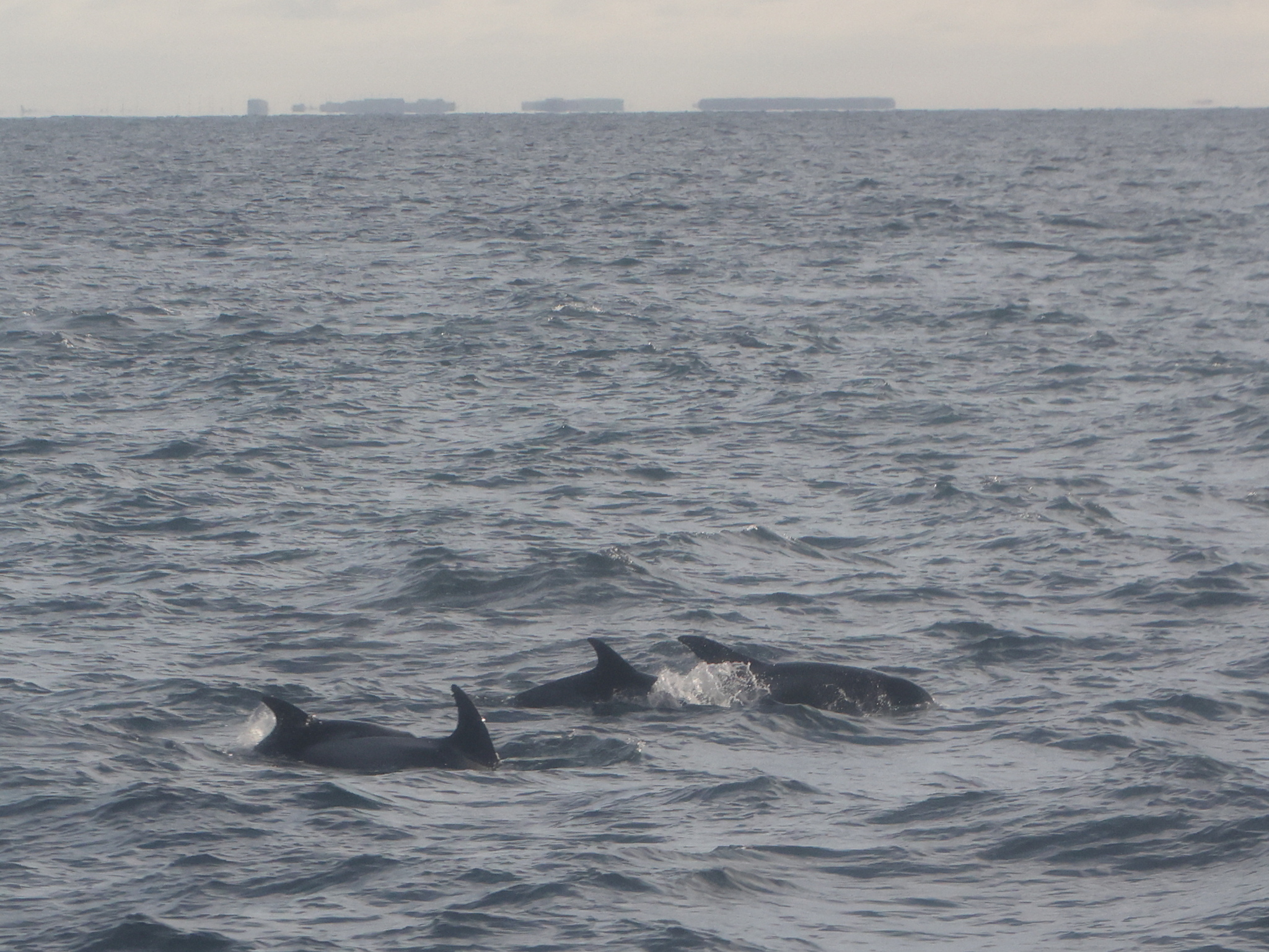 Lagenorhynchus albirostris