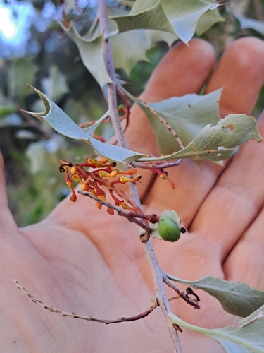 Wickham's Grevillea