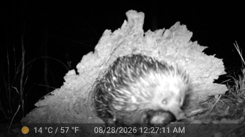 Short-beaked Echidna