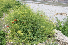 Raphanus raphanistrum landra