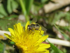Anasimyia bilinearis