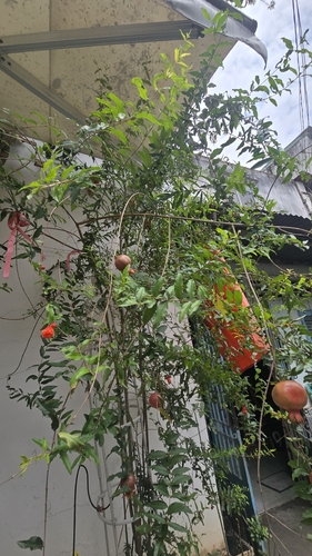 pomegranate