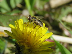 Anasimyia bilinearis