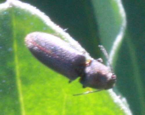 Elateridae