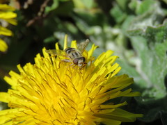 Anasimyia bilinearis