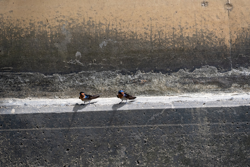 Welcome Swallow