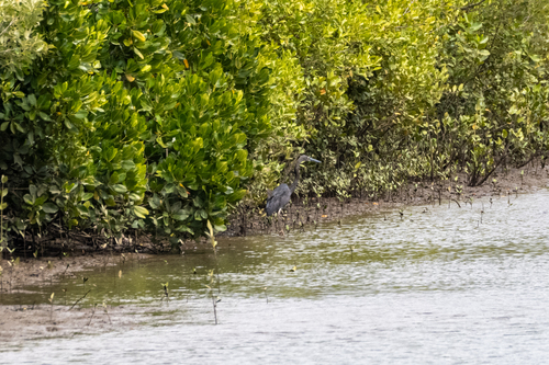 Great-billed Heron
