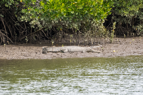 Saltwater Crocodile
