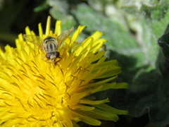 Anasimyia bilinearis