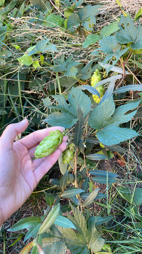 common hops